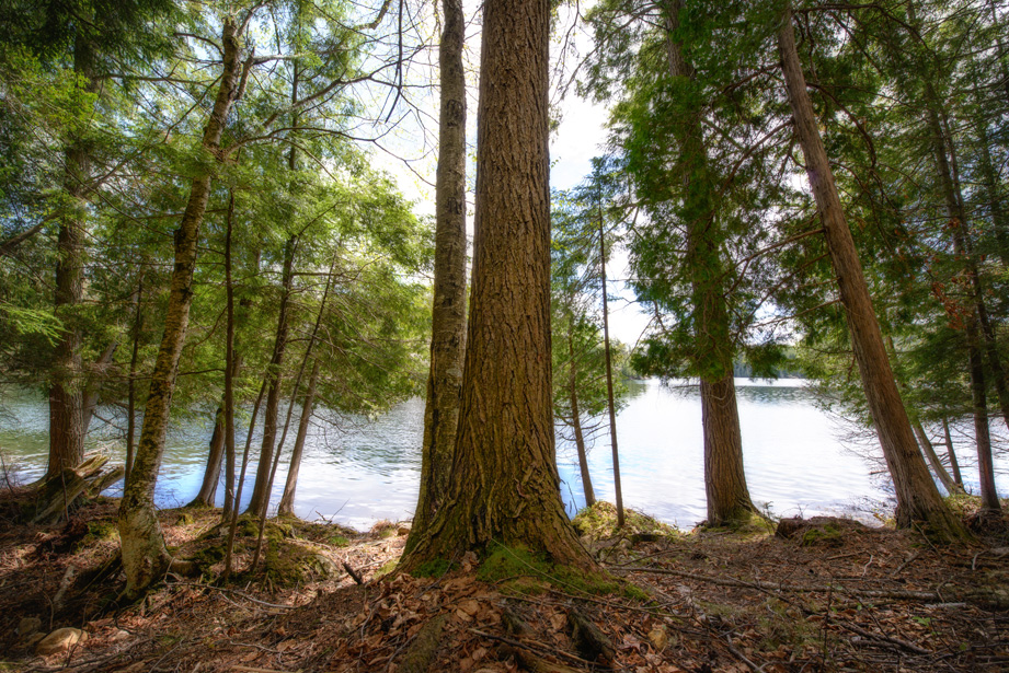 Forêt Mont-Tremblant, Québec, Canada